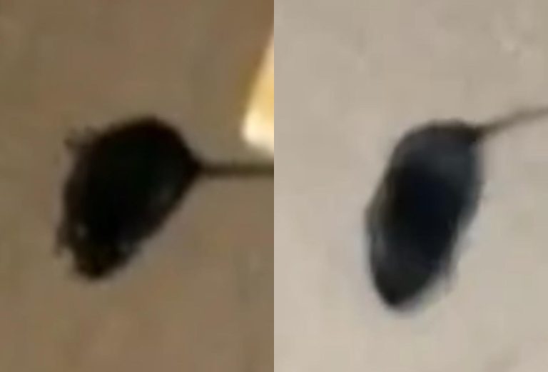 Rat gets “high” after consuming cannabis seized by NDLEA (video)