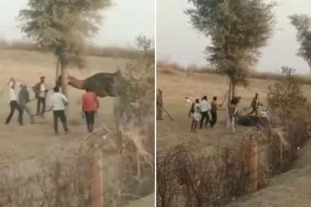 Camel ‘bites off its owner’s head’ in India before the animal is beaten to death by angry villagers