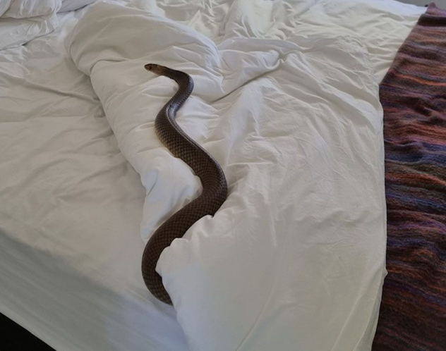 Woman finds deadly 6-foot snake in her bed while changing bed sheets