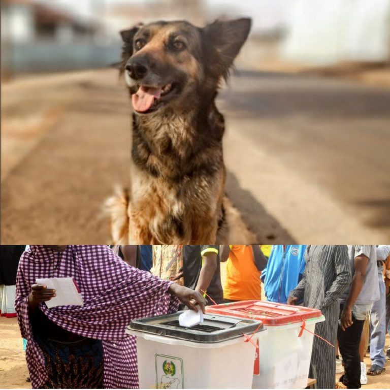 2023 General Elections: Use of dogs ad other pets at polling units is criminal and condemnable – Police
