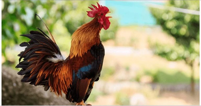 Farm manager accused of stealing N5.4m worth of chickens