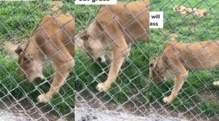 “Where are those that used to shout lion can never eat grass” – Reactions as Lion is spotted eating grass in a Nigerian zoo (video)