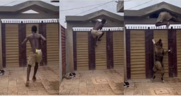 Moment alleged thief being chased by dog climbed security gate, hung in the air (Video)