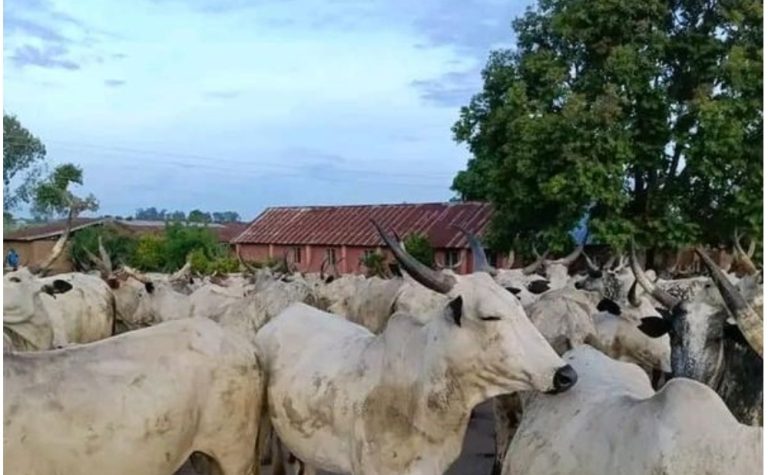 Osun farmer allegedly kills herder for grazing cattle on his farm