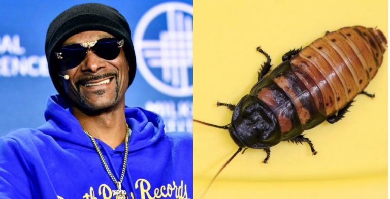 Rapper Snoop Dogg reveals he had cockroach as a pet named Gooch for six months