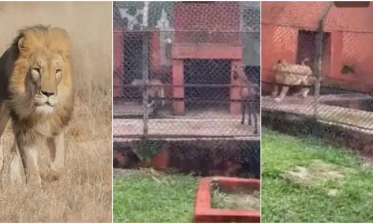 Hungry lion causes stir as it refuses to eat goat at Benin zoo, flees in fear