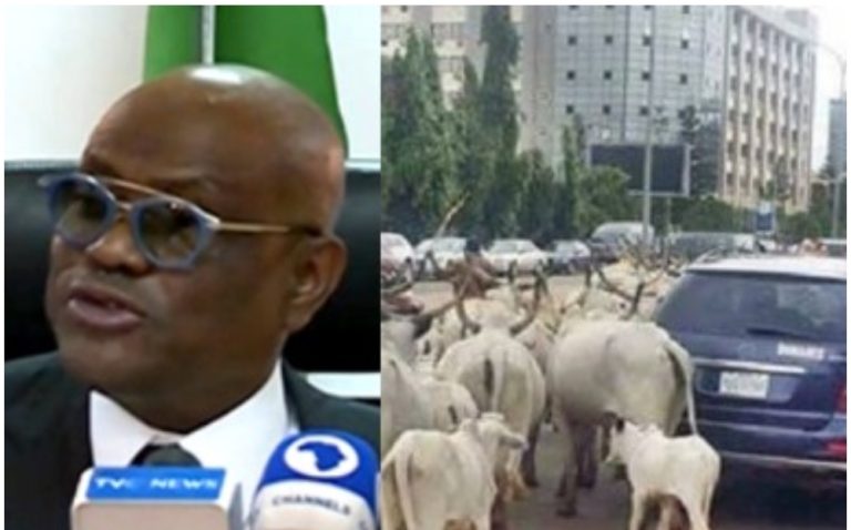 We cannot allow cows – Wike vows to end open grazing in FCT