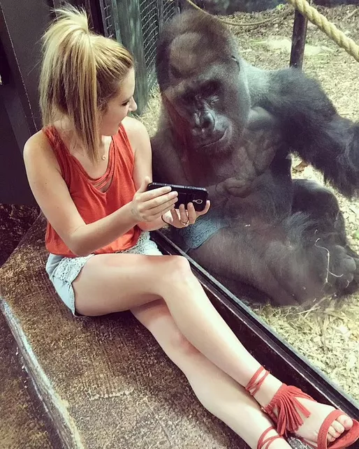 Zoo management urges public to stop showing gorillas their phones because it’s ‘upsetting’ them and ‘affecting their relationships’