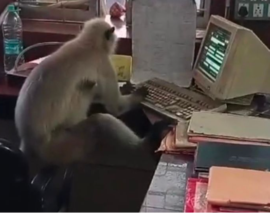 Tech savvy monkey is spotted ‘working’ on computer at railway office (video)