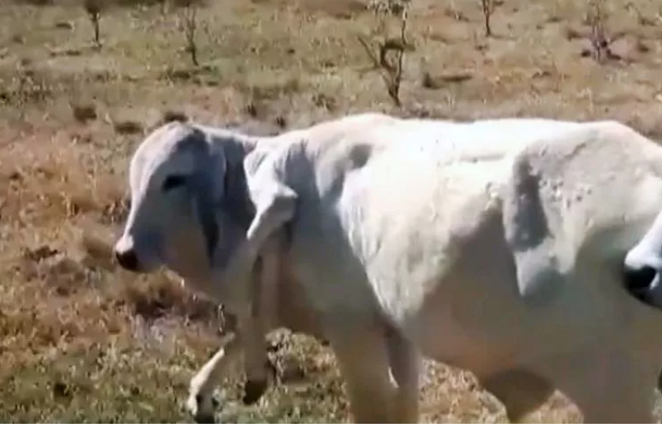 Cows with extra legs growing from neck baffles scientists