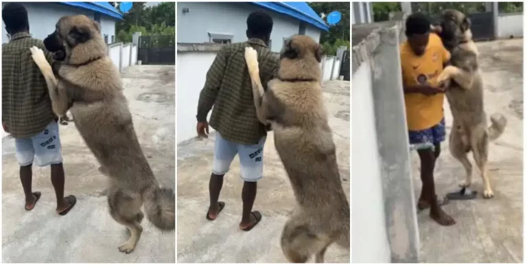“How dog go tall pass me” – Nigerian man causes buzz as he shows off his big dog