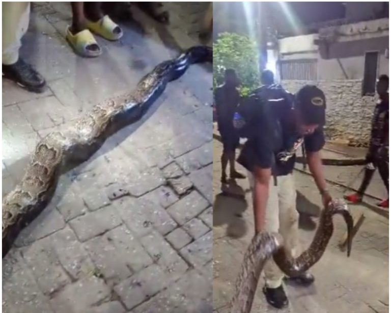 Lagos residents in shock after huge snake is found in their estate (video)