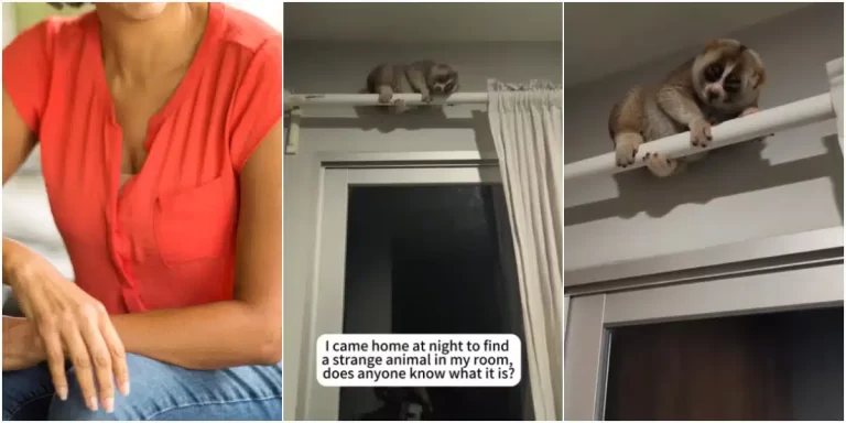“I came back at night and saw this” – Woman shares video of a strange creature in her room