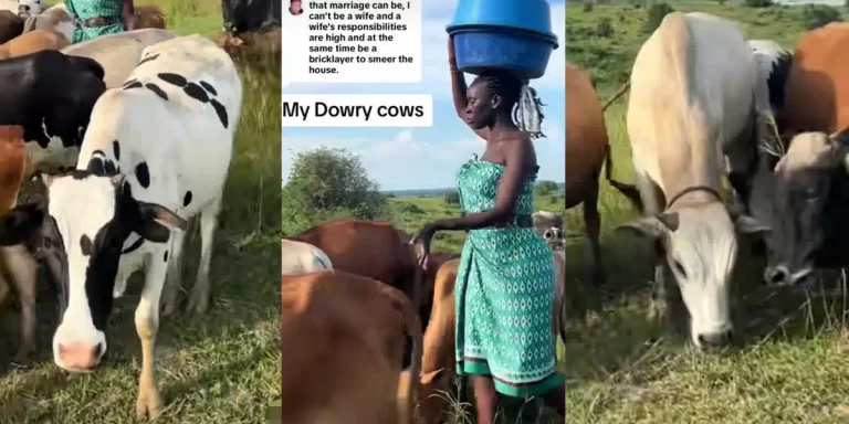 “My dowry cows” – Beautiful lady proudly displays cows brought by her husband as ‘dowry’ for her bride price