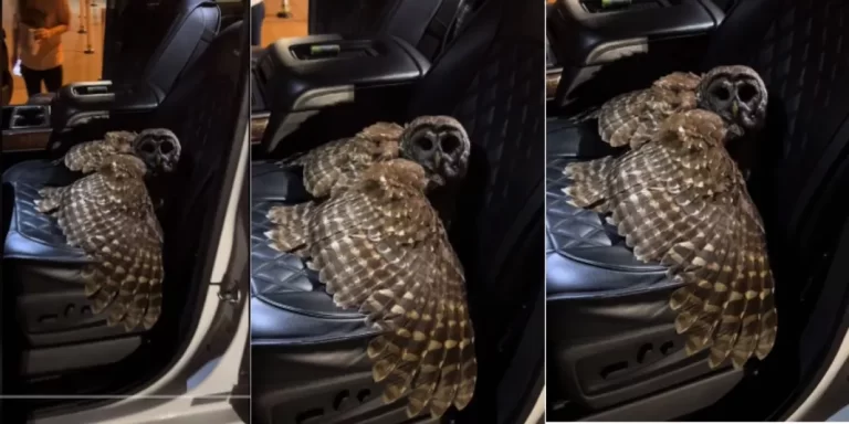 “This is so spiritual” – Man cries out after finding huge creature in his car (Video)