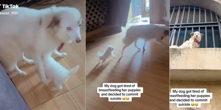 “Motherhood can be so frustrating” – Reactions as man shares video of his dog trying to commit suicide after giving birth to it’s puppies (Video)