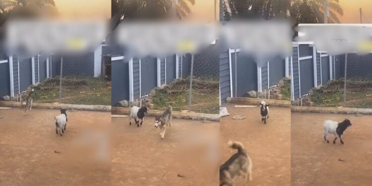 Nigerian man shocked after seeing his goat behave like a dog after they stayed together for two months (Video)