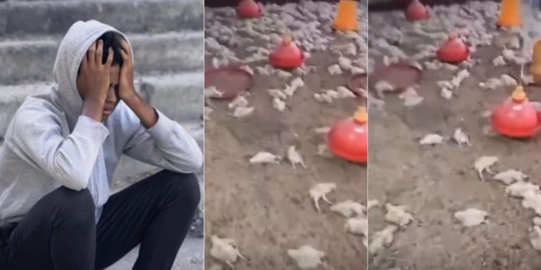 Heartbroken poultry farmer cries out after his sacked staff killed all birds worth millions of naira (Video)