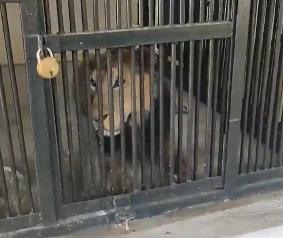 Man is mauled to death after climbing into lion enclosure to take selfie with it (Video)