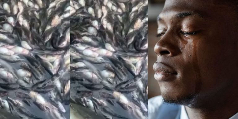 “This is sad” – Fish farm reportedly records a loss as thousands of fish die due to excessive heat (Video)