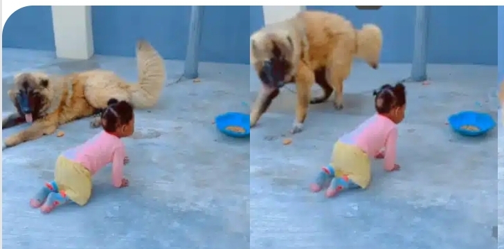 “It is well trained” – Reactions as dog playfully prevents little child from eating its food