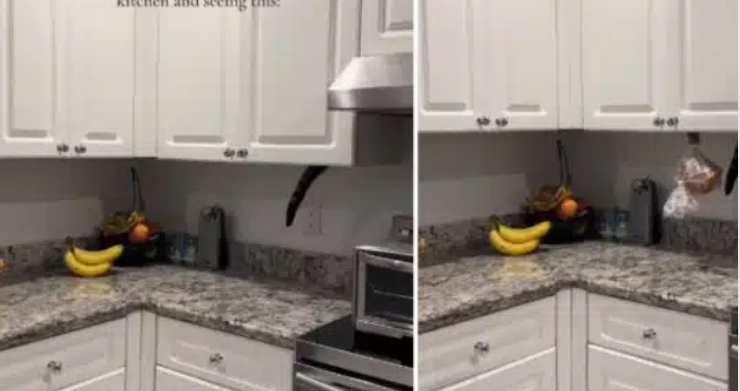 “Imagine walking into your kitchen and seeing this” – Woman captures cat stealing bread from cabinet