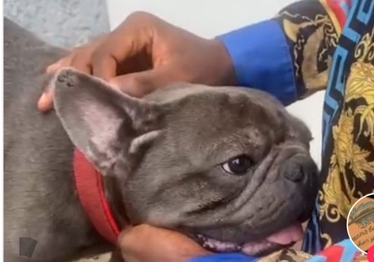 “I dey here dey fine ₦1k?” – Nigerian man stirs reaction as he lavishes ₦1.1 million on a Bulldog amidst hardship