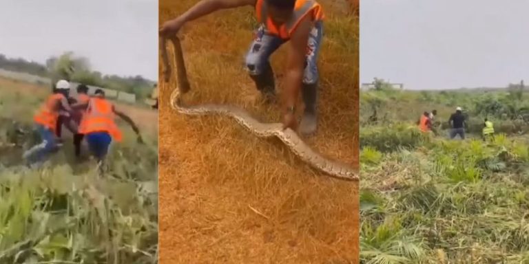 “God have mercy” – Video of realtor bitten by a big snake during land inspection trends online (Watch)