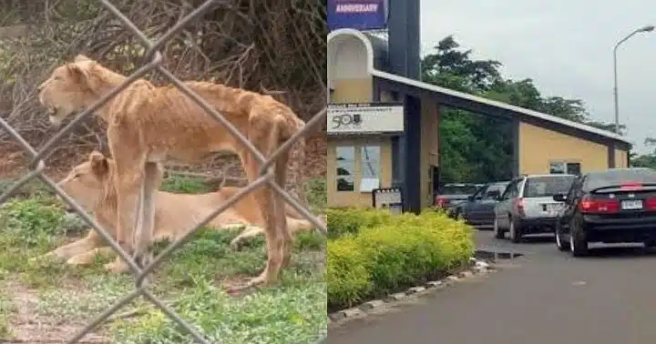9-year-old hungry lion at OAU ends life of zookeeper