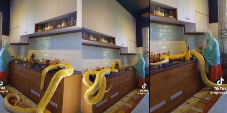 “This is wickedness” – Video of black maid working in the kitchen with a snake owned by her Saudi Arabian employer trends (Watch)