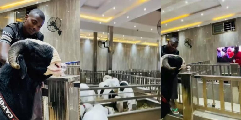 “Omoh see where goats and rams dey stay” – Reactions trail video of luxurious house where goats and rams are raised