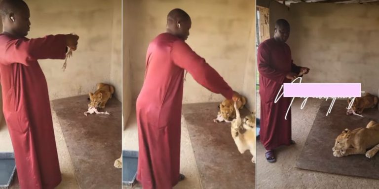 “Death is waiting for you” – Rare video of Nigerian man chilling in lions’ den sparks outrage online