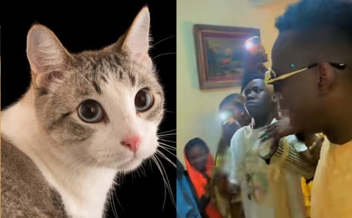 “A party for cat that gave birth” – Senegalese man and friends throw joyous party as cat welcomes new kittens