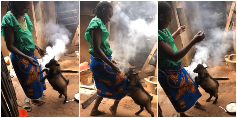 Video of goat fighting its owner over food causes buzz online