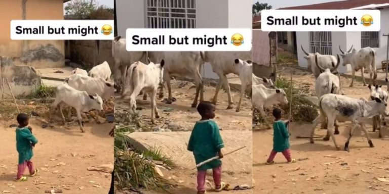 “Small but mighty” – Video of adorable little boy leading his father’s herds of cows (Watch)