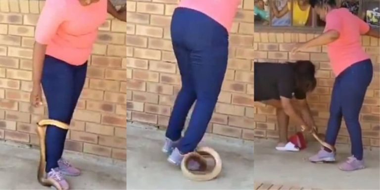 Moment fearless lady crushed snake with her feet (Video)