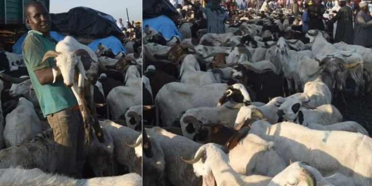 “We need help, people are not buying Sallah ram” – Nigerian Ram sellers cry out