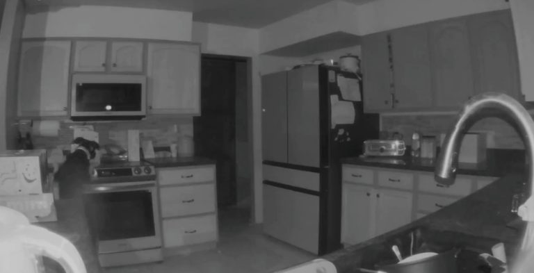 Dog turns on gas cooker and burns down home while family was asleep (video)