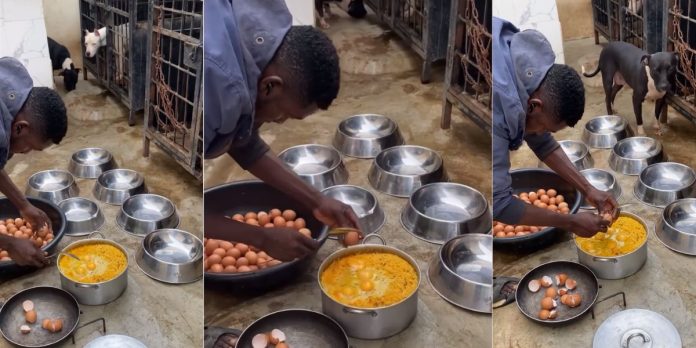 “Even dog dey enjoy pass me” – Reactions as man feeds his 5 dogs a pot of Jollof rice & plenty eggs (Video)