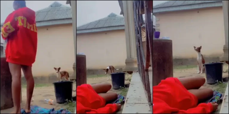 “Werey look away as If e no see anything” – Reaction as lady pretends to faint in front of her ‘Ekuke’ dog, it reacts