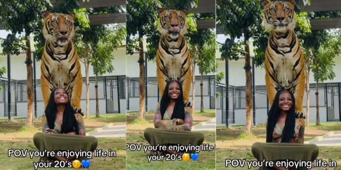 “She is definitely a chosen” – Reaction as brave young lady plays recklessly with a tiger (Watch)