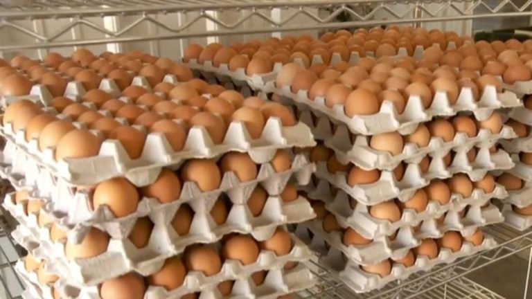 Price of egg to hit N10,000 – Poultry farms warn